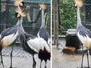Il magnifico esemplare di gru coronata fuggito dallo Zoo Varese è tornato a casa, insieme ai suoi simili cresciuti in cattività come lui Il magnifico esemplare di gru coronata fuggito dallo Zoo Varese è tornato a casa, insieme ai suoi simili cresciuti in cattività come lui