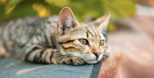 Orrore nella colonia felina di Gavirate: denuncia contro ignoti per i due gatti uccisi