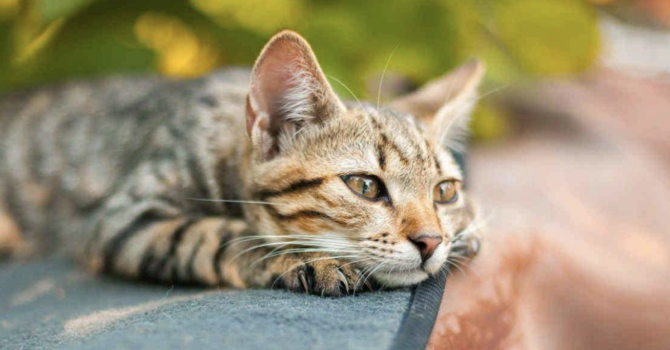 Orrore nella colonia felina di Gavirate: denuncia contro ignoti per i due gatti uccisi Orrore nella colonia felina di Gavirate: denuncia contro ignoti per i due gatti uccisi