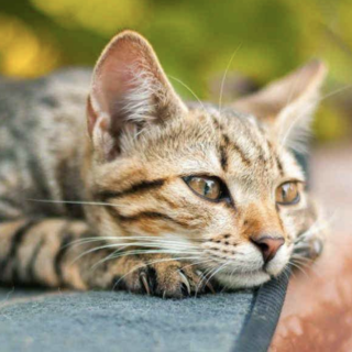 Divieto di nutrire i gatti a Comabbio, insorgono gli animalisti: «Ordinanza da revocare». E il caso rischia di finire in tribunale