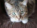 Sempre più gatti nelle case dei varesini: in provincia sono oltre 47mila Sempre più gatti nelle case dei varesini: in provincia sono oltre 47mila