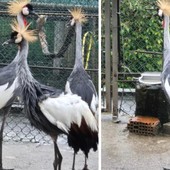 Il magnifico esemplare di gru coronata fuggito dallo Zoo Varese è tornato a casa, insieme ai suoi simili cresciuti in cattività come lui