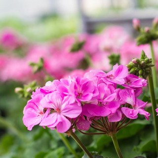 Tra le piante più adatte ad aprile, il geranio (Pelargonium) resta una scelta semplice e affidabile. Resistente e generoso, se piantato ora garantisce fioriture continue fino all’autunno