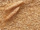 Materie prime, anche i produttori di grano “made in Varese” sono in affanno