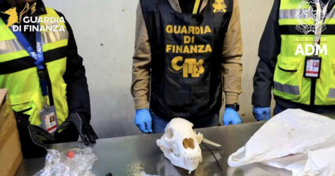 La Guardia di Finanza sequestra un cranio di orso bruno a Malpensa