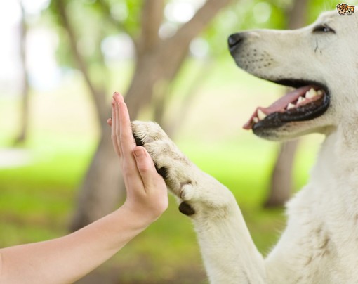 Oggi è la giornata internazionale del cane: cinque motivi per cui un amico a quattro zampe migliora la qualità della vita