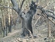 Alcune immagini dell'incendio pubblicata da OssolaNews.it