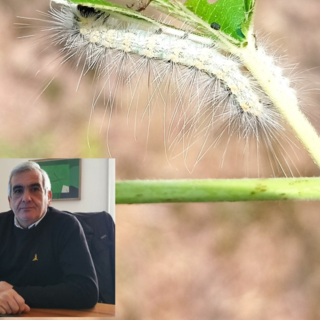 Massiccia presenza di insetti, nuove segnalazioni Massiccia presenza di insetti, nuove segnalazioni