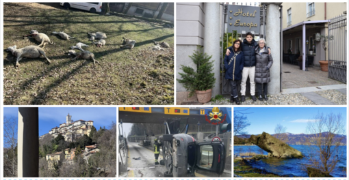 Pecore sbranate alla Rasa, l'anima di Varese, la primavera anticipata: ecco gli articoli più letti della settimana