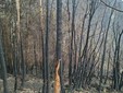 Alcune immagini dell'incendio pubblicata da OssolaNews.it