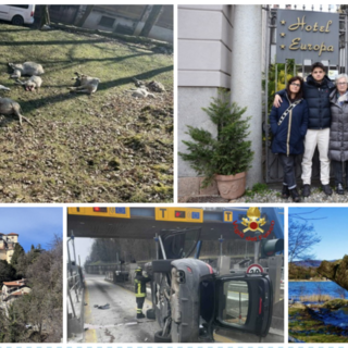 Pecore sbranate alla Rasa, l'anima di Varese, la primavera anticipata: ecco gli articoli più letti della settimana