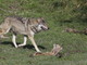 Le autorità svizzere più propense ad abbattere i lupi