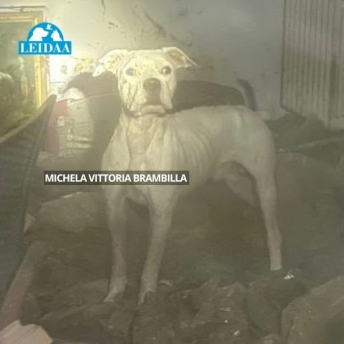 «Tredici cani di razza dogo in pessime condizioni a Legnano» «Tredici cani di razza dogo in pessime condizioni a Legnano»