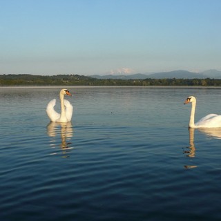Biodiversità, salute, e cambiamenti climatici. Al via un progetto di Ats Insubria per proteggere i nostri laghi