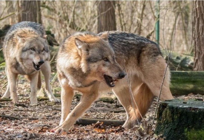 Svizzera, chiesto l'abbattimento di due branchi di lupi