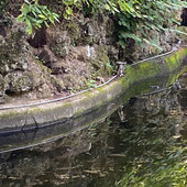 Il laghetto ai Giardini Estensi in una foto d'archivio Il laghetto ai Giardini Estensi in una foto d'archivio