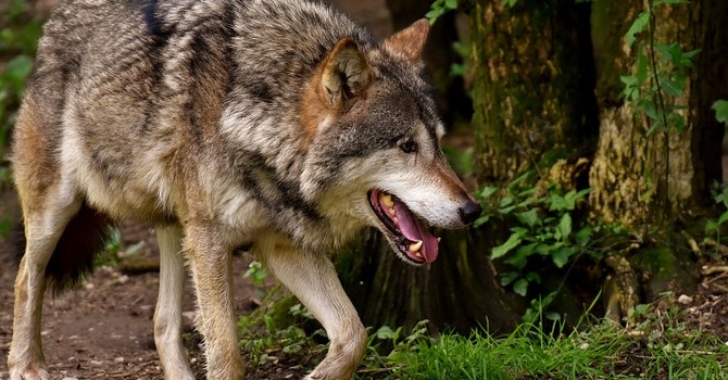 Lupi al Campo dei Fiori, sempre più segnalazioni. Il Parco: «Monitoraggi in corso, ecco le norme da seguire»