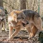 Svizzera, chiesto l'abbattimento di due branchi di lupi Svizzera, chiesto l'abbattimento di due branchi di lupi