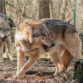 Svizzera, chiesto l'abbattimento di due branchi di lupi