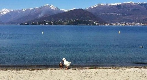 Sicurezza laghi: da Varese a Comabbio e Ghirla, da Monate al Maggiore e al Ceresio, la Regione stanzia 72mila euro per i nostri bacini