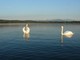Lago di Varese: approvato il prolungamento delle attività di salvaguardia e risanamento