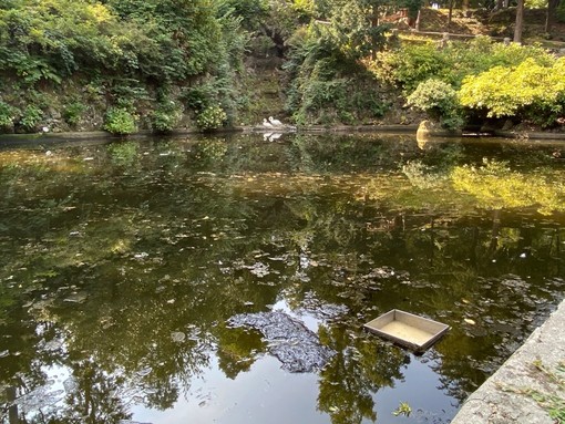 FOTO. «Topi ed escrementi nel laghetto dei cigni», lo stupore dei visitatori ai Giardini Estensi