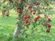 Confagricoltura Varese regala venti meli alle scuole della città. «Un gesto per avvicinare i ragazzi alla cultura del verde»