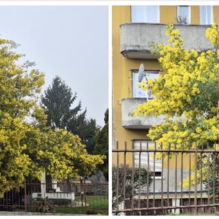 Da sinistra: la mimosa di via Carnia e quella di via Tonale