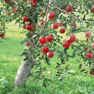 Confagricoltura Varese regala venti meli alle scuole della città. «Un gesto per avvicinare i ragazzi alla cultura del verde»