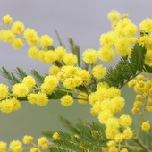 Anche Varese celebra la giornata della Donna: le iniziative in città