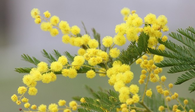 Anche Varese celebra la giornata della Donna: le iniziative in città