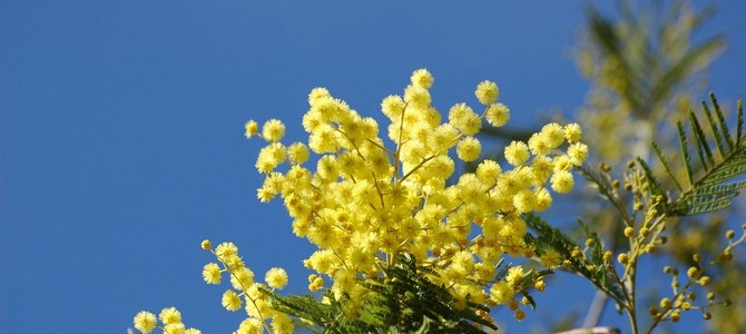 A SPASSO NEL WEEKEND. La provincia di Varese si tinge di rosa e profuma di mimosa per la Festa della Donna