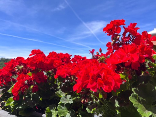 METEO. Sul Varesotto sole, massime fino a 31 gradi e prima afa: «Temperature da piena estate»