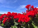 METEO. Sul Varesotto sole, massime fino a 31 gradi e prima afa: «Temperature da piena estate»