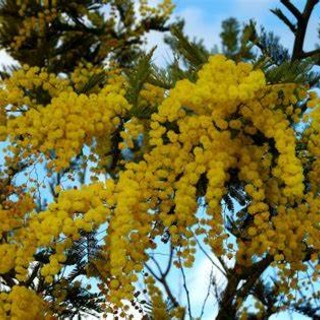 Laveno Mombello, la Festa della Donna con la Pro Loco
