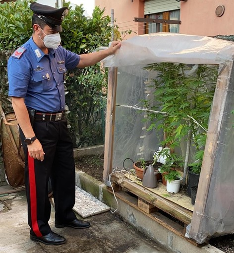 Laveno, coltiva marijuana in giardino: ventiseienne nei guai