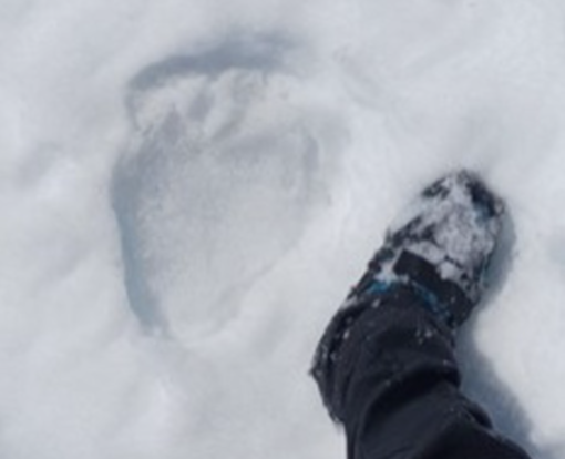 Valgrande, l’orso M29 è uscito dal letargo: prime tracce nel cuore del Parco