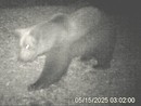 VIDEO. L’orso M29 torna in Val Grande: nuova osservazione nella zona nord del Parco VIDEO. L’orso M29 torna in Val Grande: nuova osservazione nella zona nord del Parco