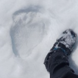 Valgrande, l’orso M29 è uscito dal letargo: prime tracce nel cuore del Parco Valgrande, l’orso M29 è uscito dal letargo: prime tracce nel cuore del Parco