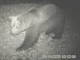 VIDEO. L’orso M29 torna in Val Grande: nuova osservazione nella zona nord del Parco