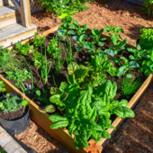 VARESE IN VERDE - L'orto, un piacere da vivere piano piano per un’estate a portata di mano