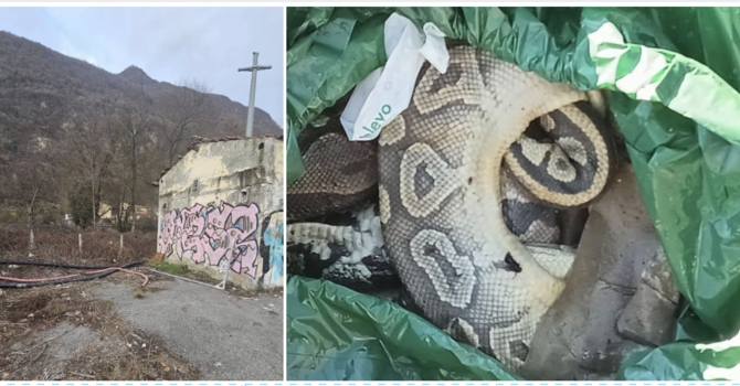 A sinistra: il luogo dopo l'intervento di pulizia. A destra: la carcassa di uno dei pitoni