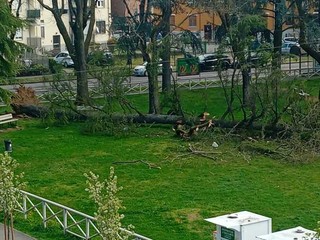 La grossa pianta caduta in mattinata nel piazzale della Chiesa a Beata Giuliana