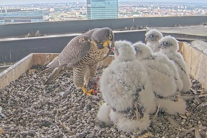 “Tusa”, “Bagaj”, “Baloss” e “Ninin”: migliaia di voti per i nuovi nomi dei falchetti lombardi “Tusa”, “Bagaj”, “Baloss” e “Ninin”: migliaia di voti per i nuovi nomi dei falchetti lombardi