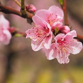 METEO. Scoppia la primavera sul Varesotto. Per Pasqua e Pasquetta attese massime fino a 23 gradi