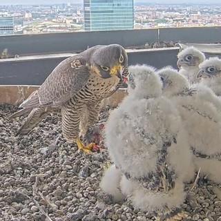 “Tusa”, “Bagaj”, “Baloss” e “Ninin”: migliaia di voti per i nuovi nomi dei falchetti lombardi