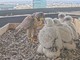 “Tusa”, “Bagaj”, “Baloss” e “Ninin”: migliaia di voti per i nuovi nomi dei falchetti lombardi “Tusa”, “Bagaj”, “Baloss” e “Ninin”: migliaia di voti per i nuovi nomi dei falchetti lombardi
