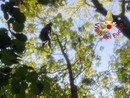 La donna intrappolata a 20 metri d'altezza su un albero (foto vigili del fuoco di Como)