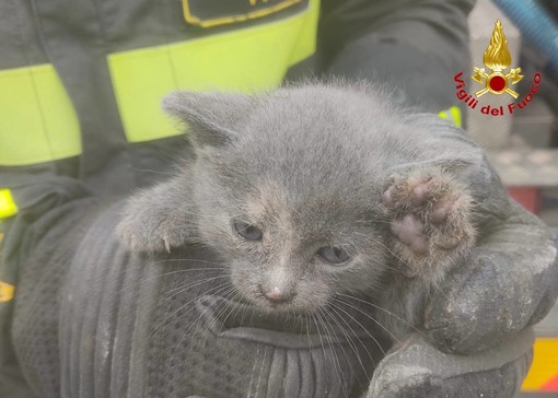 Sesto Calende, gattino incastrato in una tubatura: liberato dopo ore di lavoro