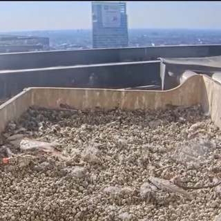 Il nido ormai vuoto, i giovani falchi si preparano a spiccare il volo dal grattacielo Pirelli